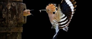 © Giovanni Frescura, Italia, Ganador de la Categoría Abierta, Naturaleza y Vida Salvaje, Sony World Photography Awards