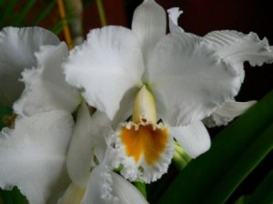 Orquídea