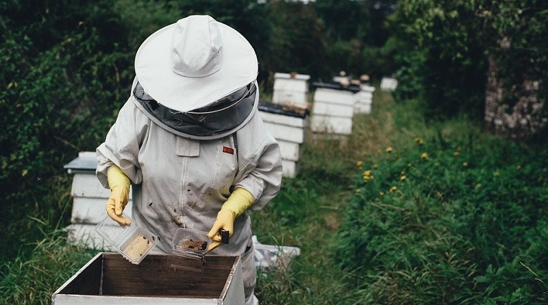 Proyecto Rescate Abejas Vanguardia