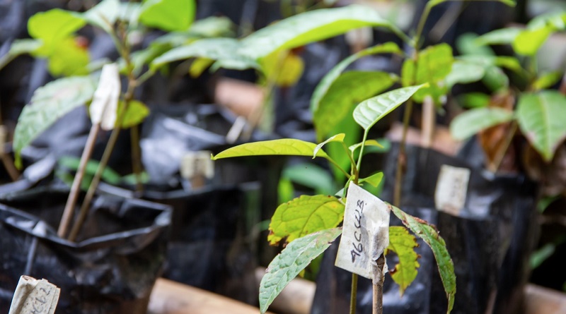 Por una Ciudad más Verde